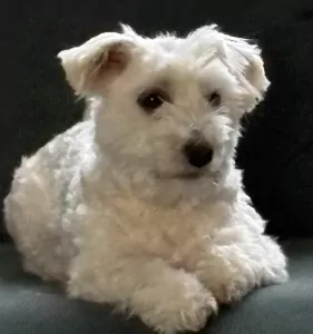 Maltezer te koop verkopen Rijkevorsel Belgie - 5284