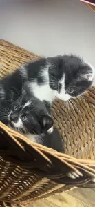 Prachtige kitten zoekt vanaf begin Sept een thuis - afbeelding 3