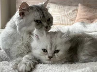 Nog 1 Brits Langhaar kitten te koop - afbeelding 4