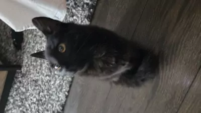 Kater en poes, broer en zus - afbeelding 5