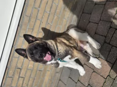 Lieve Akita reu 5 maanden jong - afbeelding 3