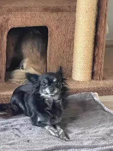 2 chihuahua hondjes moeder en dochter - afbeelding 5