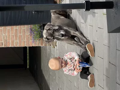 Duitse dog harlekijn teef - afbeelding 4