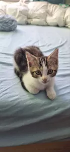 Kitten (mannetje) - afbeelding 4