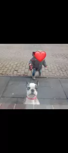 Lari - 4.5 jaar oud teefje - afbeelding 3