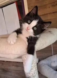 Ragdoll kittens - afbeelding 2