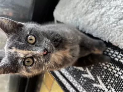 Speelse en knuffelige poes (1 jaar) – gechipt & gevaccineerd - afbeelding 3