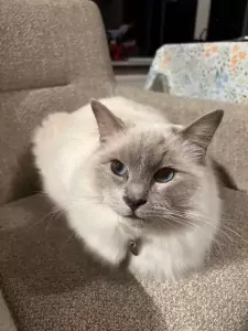 Ragdoll te koop verkopen Den Haag Nederland - 5327