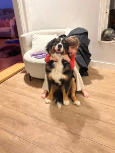 Berner Sennen 1 jaar - afbeelding 2