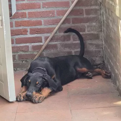 Kehemo - afbeelding 2