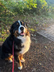 Berner Sennenhond te koop verkopen Vorden Nederland - 4963