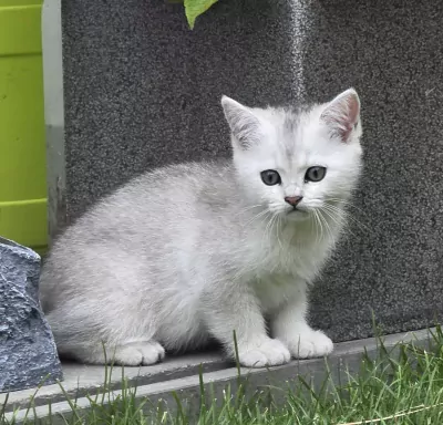 Brits korthaar Black silver shaded kitten (kater) - afbeelding 4