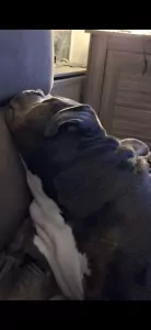 American Bully XL - afbeelding 2