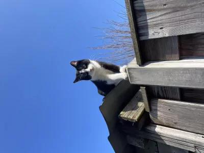 Gratis kater 1 jaar oud (gecastreerd) - afbeelding 2