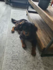 Lieve slimme Yoshi zoekt liefdevol baasje. - afbeelding 2