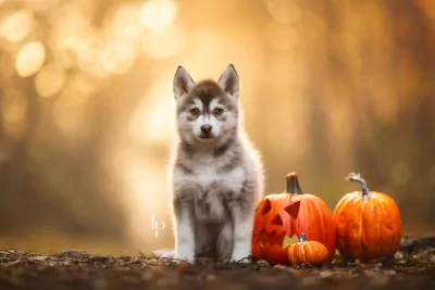 Pomsky te koop verkopen Helmond Nederland - 5119