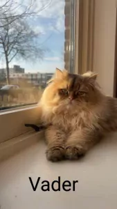 Britse korthaar kitten - afbeelding 6