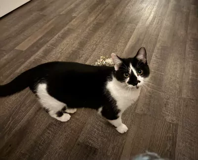 Kittens, zes maanden, gratis, gevaccineerd en gecastreerd - afbeelding 3