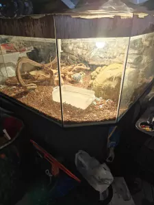 phytons te koop - afbeelding 2