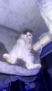 Prachtige Ragdoll × Britse Langhaar - afbeelding 6