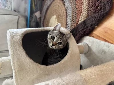 Brits Korthaar te koop verkopen Rotterdam Nederland - 5113