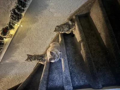 Kittens moeder is britse korthaar - afbeelding 6