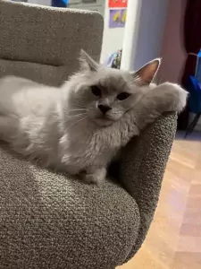 Lieve prachtige witte Ragdoll kater - afbeelding 6