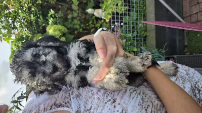 2 labradoodel reutjes - afbeelding 5