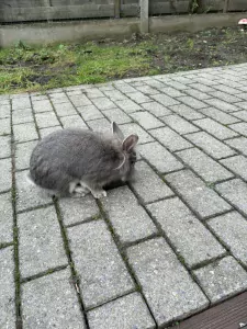 Konijn - afbeelding 2