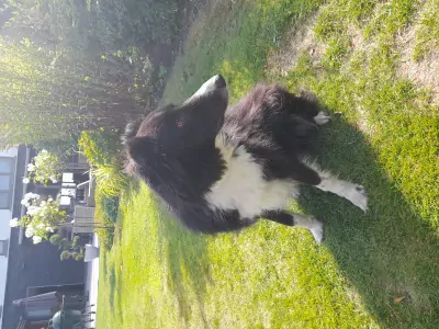 Border  Collie te koop verkopen Brugge Belgie - 4798