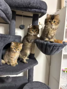 Raszuivere Brits korthaar en langhaar kittens - afbeelding 3