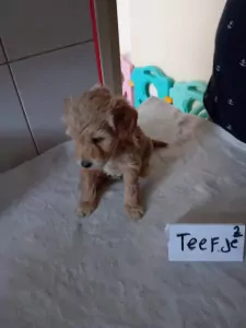 labradoodles - afbeelding 2