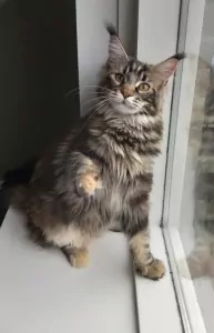Maine coon kruising - afbeelding 5