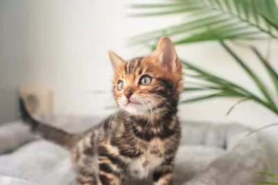 Bengaal kittens beschikbaar - afbeelding 3