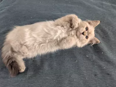 Ragdoll te koop verkopen Meerstad Nederland - 5522