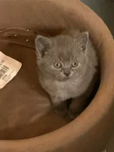 kittens, jongetje - afbeelding 7