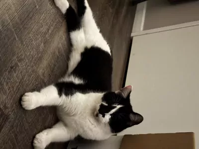 Geen Raskat te koop verkopen Gorinchem Nederland - 5213