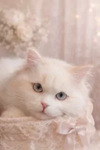 Selkirk Rex te koop verkopen Vijlen Nederland - 5216