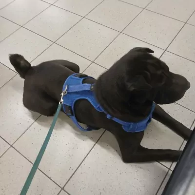 3 jaar Lucky - Reu Shar-pei - afbeelding 2