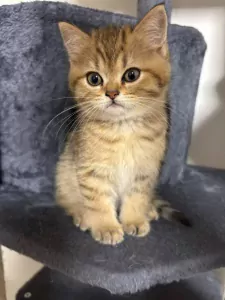 Raszuivere Brits korthaar en langhaar kittens - afbeelding 6