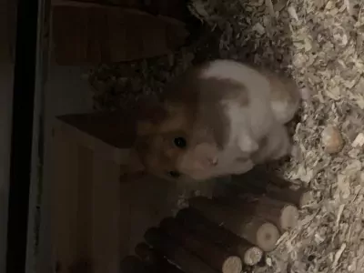 Hamster te koop verkopen Rotterdam Nederland - 5250