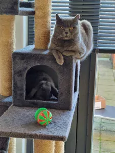 Twee lieve Britse Kortharen zoeken een nieuw thuis - afbeelding 3