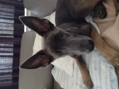 Mechelse Herder pup van 14 weken. Teefje - afbeelding 2
