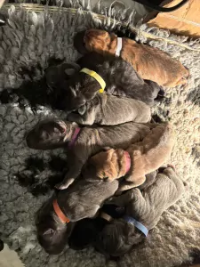 Duitse Dog te koop verkopen Rotterdam Nederland - 5221