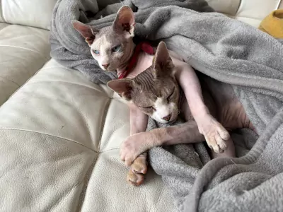 Herplaatsing twee sphynxen - afbeelding 6