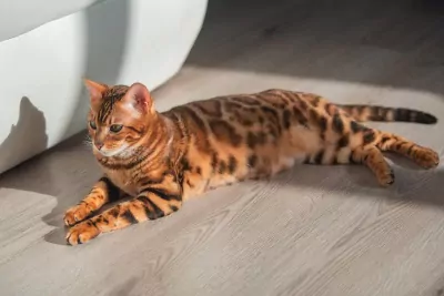 Bengaal kittens beschikbaar - afbeelding 5