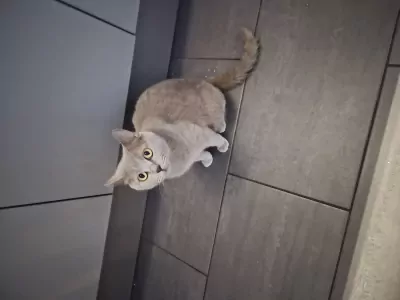 teef nestjes