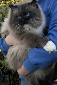 Unieke Mink ragdoll kittens - afbeelding 4
