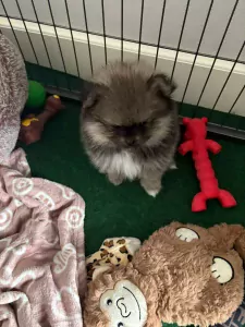 Mooi klein pomeriaan puppy teefje - afbeelding 4