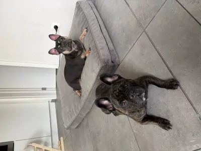 Franse bulldog teef - afbeelding 5